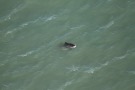 Missing Picture